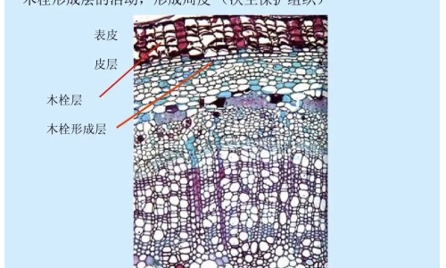 清明素的功效网 :分享清明丸-清明素的功效与副作用知识