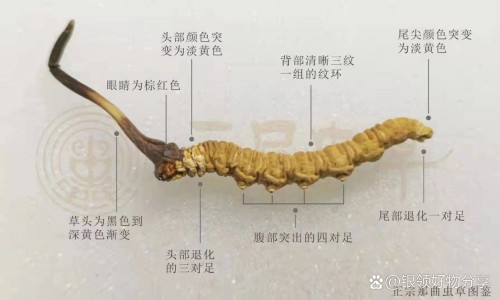 清明素的功效网 :分享清明丸-清明素的功效与副作用知识